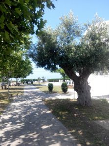 halkidiki hotels - Skion Palace Beach Hotel