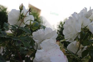hotels in halkidiki - Skion Palace Beach Hotel