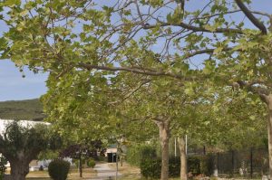 hotels in halkidiki greece - Skion Palace Beach Hotel